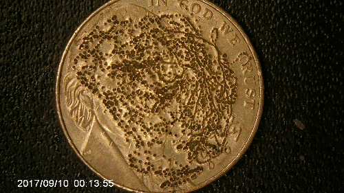 2006-D-Jefferson-Nickle